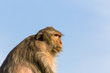 Photo: Monkey in Thailand Monkey in Thailand