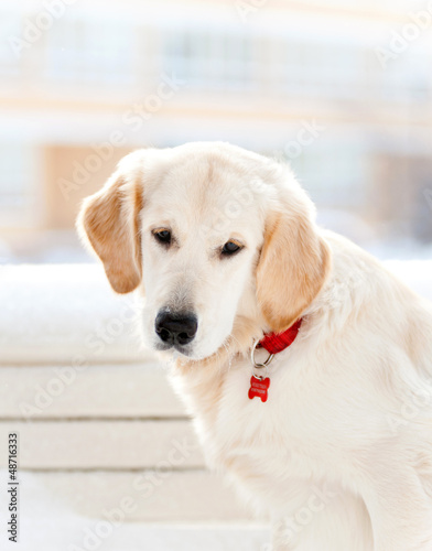 Photo: golden retriever puppy golden retriever puppy