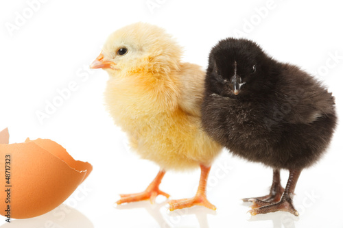 Photo: baby chicken and egg on white baby chicken and egg on white