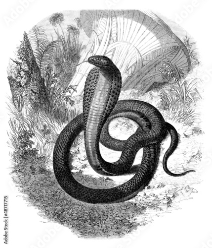 Photo: Snake : Cobra (Naia Haje) Snake : Cobra (Naia Haje)