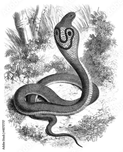 Illustration: Snake : Cobra (Naia Tripudians) Snake : Cobra (Naia Tripudians)