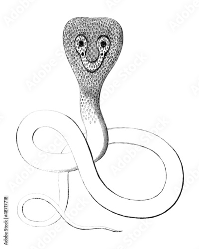 Illustration: Cobra - Stylised Drawing Cobra - Stylised Drawing