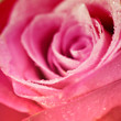 pink roses
