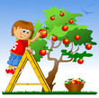 Vektor: apple picking apple picking