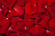 Background of red rose petals