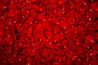 Background of red rose petals