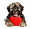 Lover Valentine Havanese puppy dog with a red heart