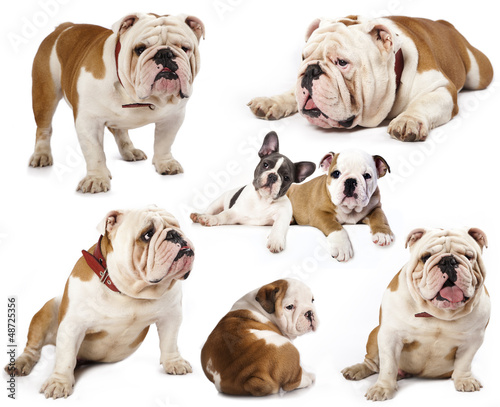 Photo: english bulldog in different poses english bulldog in different poses