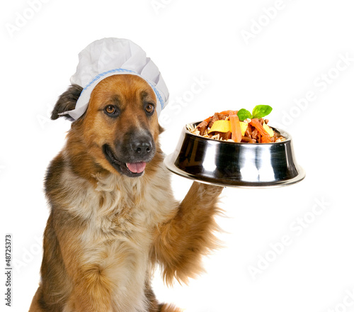 Photo: Dog serving up a gourmet meal Dog serving up a gourmet meal