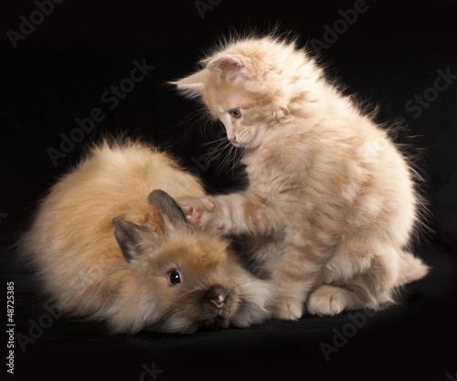 Photo: Kitten and rabbit Kitten and rabbit
