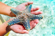 starfish