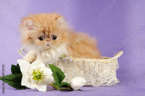 Photo: Persiano nella cesta bianca con fiore Persiano nella cesta bianca con fiore
