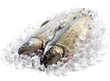 Fresh trout on ice