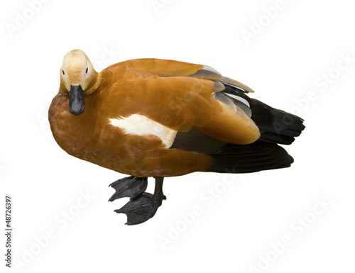 Photo: The drake looks directly The drake looks directly