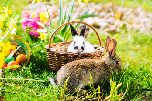 Photo: Easter Bunnies on meadow with basket and eggs Easter Bunnies on meadow with basket and eggs
