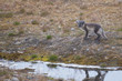 An isolated arctic fox in summer in Svalbard