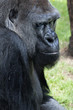 Animale - Gorilla