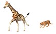 le puma chasse la girafe le puma chasse la girafe
