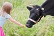 Girl feeding cow