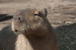 Animale - Capibara