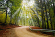 road with gravel in the foresr