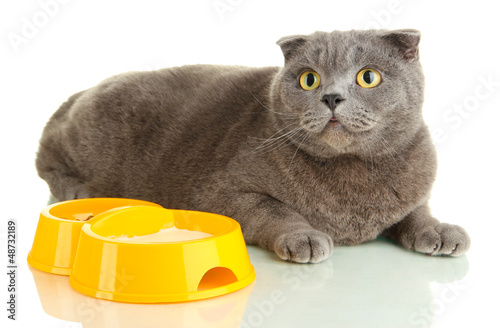 Photo: Cat with food isolated on white Cat with food isolated on white