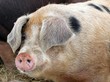 Weideschweine im Winter