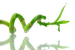Foto: Lucky Bamboo Lucky Bamboo