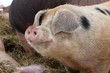 Weideschweine im Winter