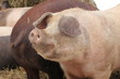 Weideschweine im Winter