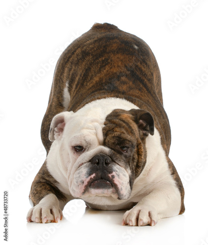 Photo: playful dog playful dog