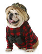 hunting dog