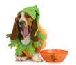 halloween dog