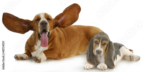 Photo: two basset hounds two basset hounds