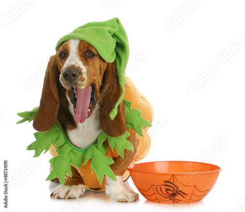 Photo: halloween dog halloween dog