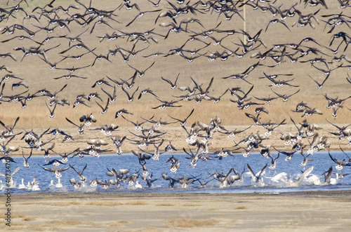 Photo: Flock of Greylag Goose Flock of Greylag Goose