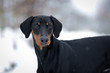 Hund - Dobermann