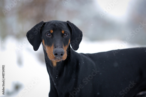 Photo: Hund - Dobermann Hund - Dobermann