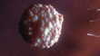 Macro render of sperm cell entering an ovum