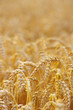 wheat field