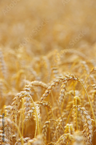 Photo: wheat field wheat field