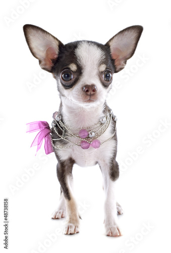 Photo: puppy chihuahua puppy chihuahua