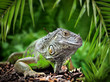 Leguan im Dschungel