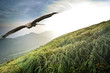 free flight