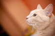attentive cat