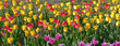tulips yellow