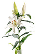 lily Casablanca