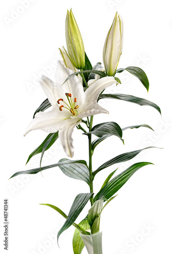 Photo: lily Casablanca lily Casablanca