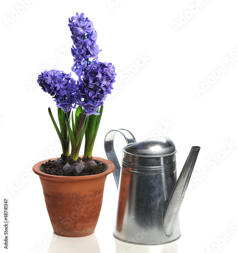 Photo: blue hyacinth in ceramic pot blue hyacinth in ceramic pot