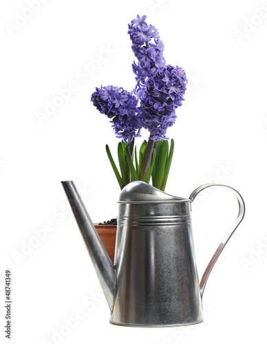 Photo: blue hyacinth in ceramic pot blue hyacinth in ceramic pot